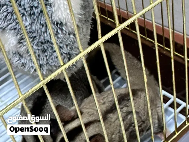 sugar glider pair looking for a new home