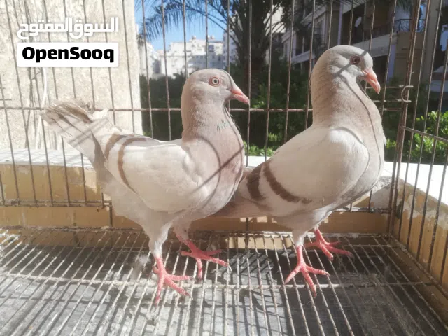 حمام لاحم سلفر فرنساوى