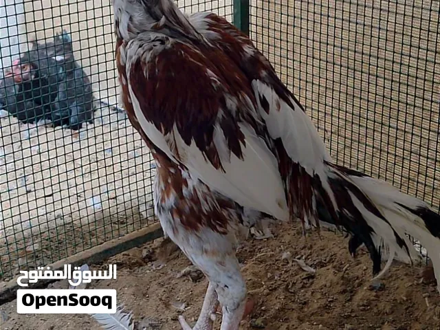 ديك باكستاني