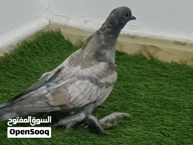 طرف شقلاب. أش ريد للبيع