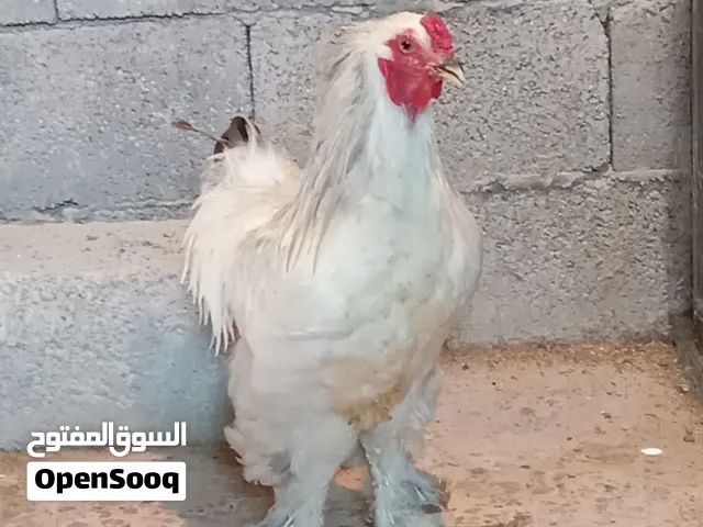 فرريج برهما الزوز البيع ربي بارك نظافه السعر حرق