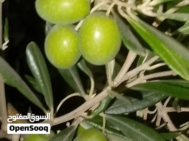 زيتون للكبس اخضر