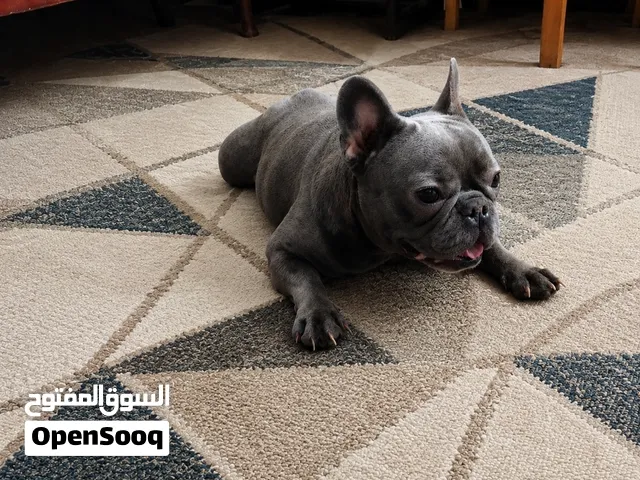 french bulldog blue