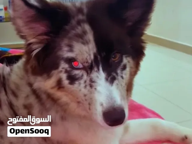 بيع سريع استرلين شبرد لون مميز