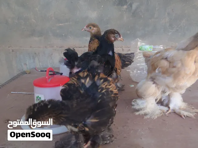 مشالله برهما عملاق اصلي بيع جمله مع بعض 18 قطعه