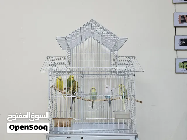 Budgie 06 nos for sale with cage