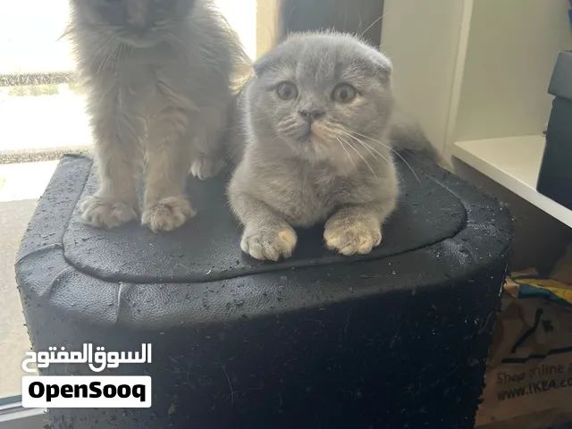 قطط صغيرة سكوتش فولد