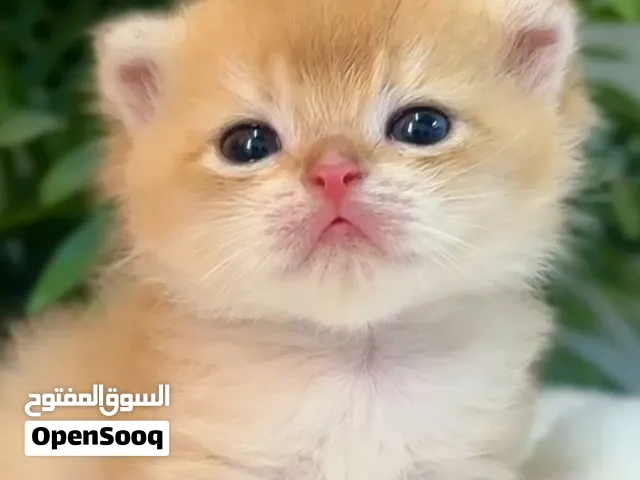 سكوتش فولد استيراد روسيا
