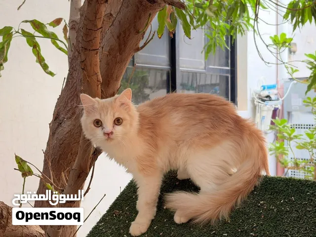 قطة شيرازية للبيع cat for sale