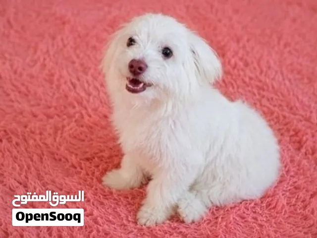 جرو انثي بوميرينيان الاب (Pomeranian) و لولو سالك الماني الام