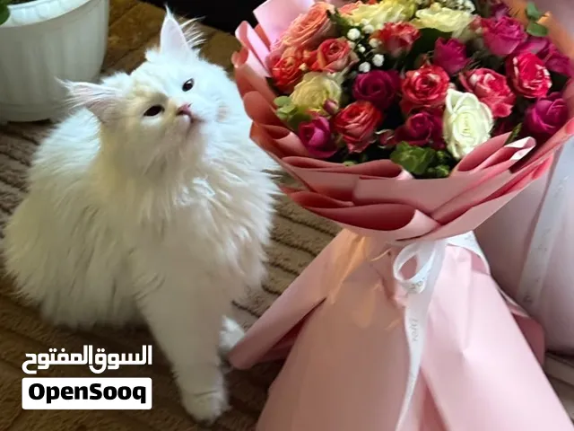 قط للتبني اليفة