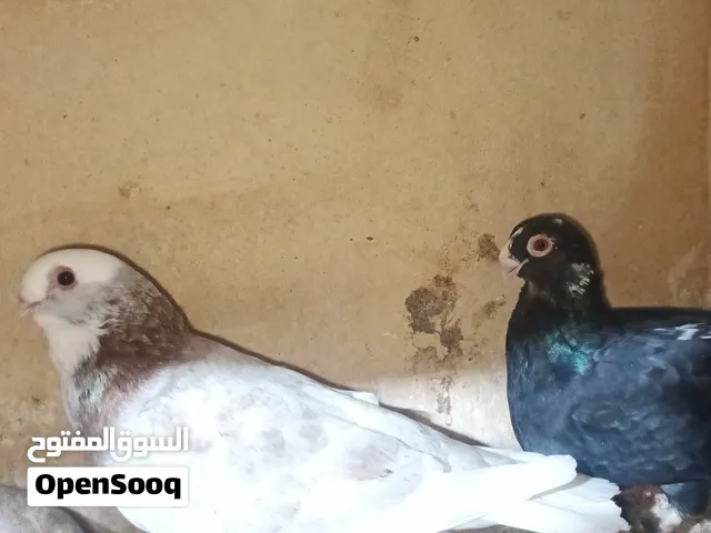 جواز بلق حمر وزرق للبيع جواز ممتازه بسعر حرق للتنظيف