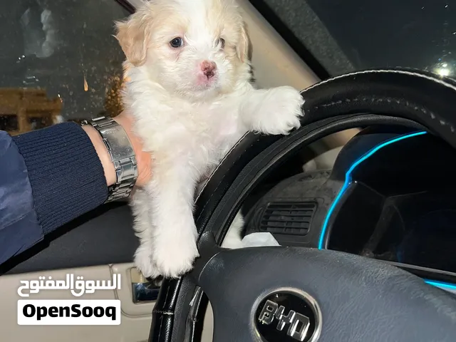 Havanese puppy