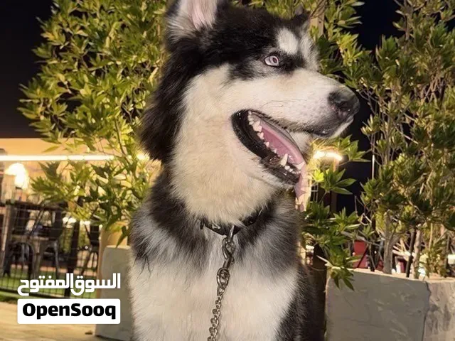 كلب هاسكي عمره 7اشهر مطلوب 1500غير قابل للتفاوض
