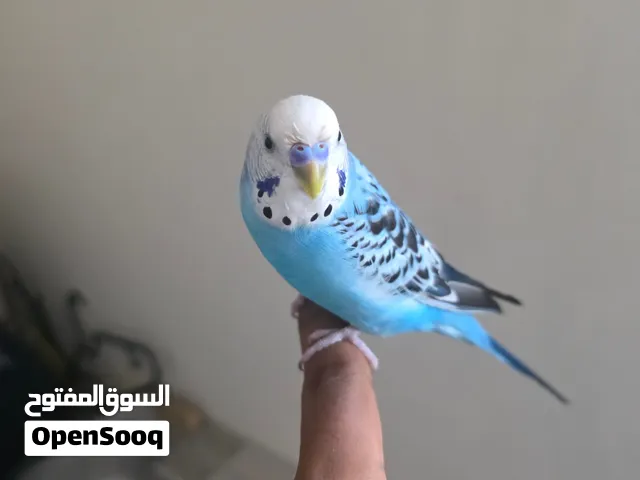 Male and female Love birds for sale ... They both are hand tamed they can come in your hands
