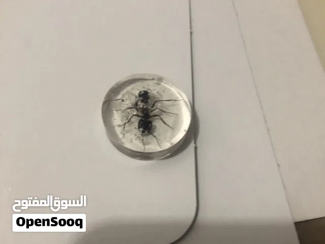 Ant epoxide