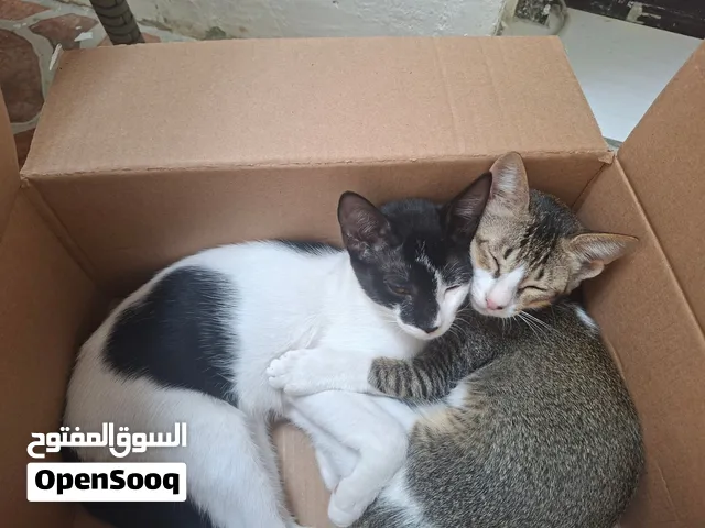 free 5 Kittens
