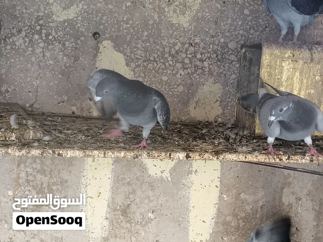 جواز مشكل للبيع