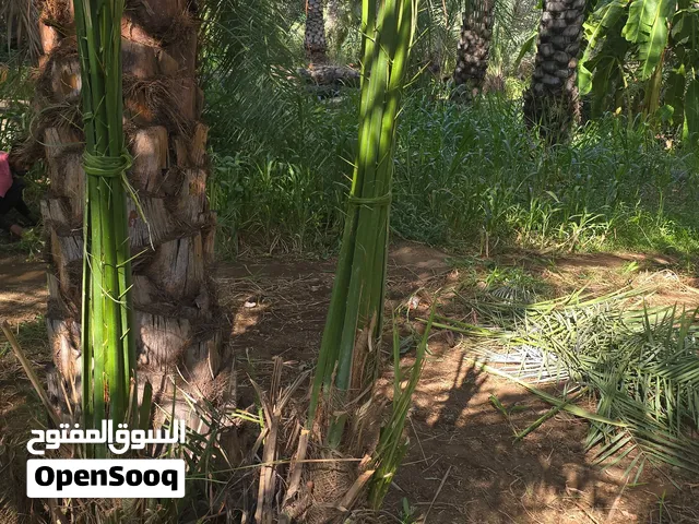 فسايل نخيل للبيع