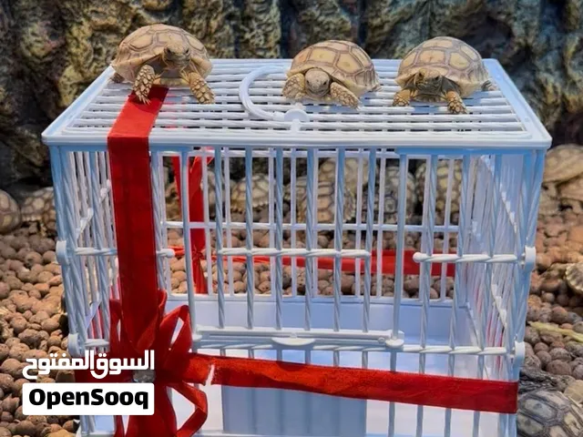 سلاحف السلوكاتا البرية