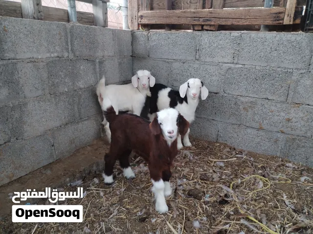 صخال من حلال الرحوب