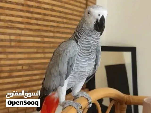 مطلوب كاسكو ابو بلوفرنتد او كوكاتو للشراء الفوري