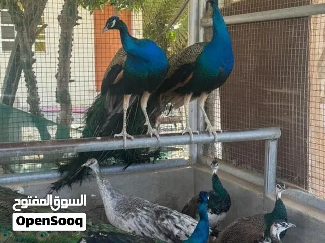 طاووس للبيع