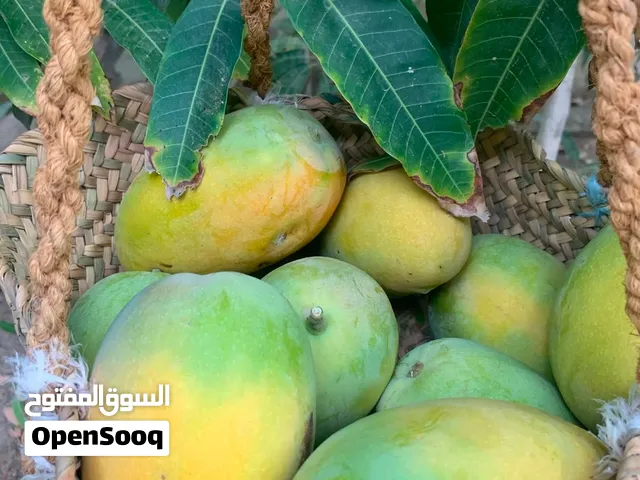 شتلات مانجو مطعمة على اصل محلي شي طيب و اصناف قوية