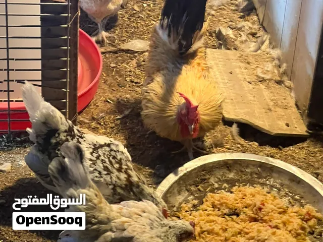 دجاج زاحف درجة اولى صحه ونضافة وبياضات كلهن