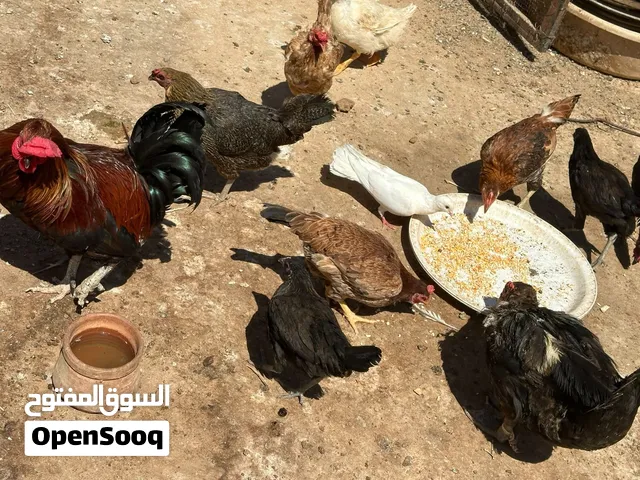 دجاج وجوز بط للبيع بسعر مغري