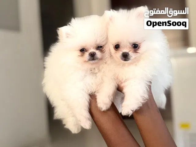 Teacup Pomeranian male and female available