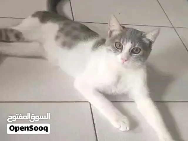 قط اليف ولعوب للتبني