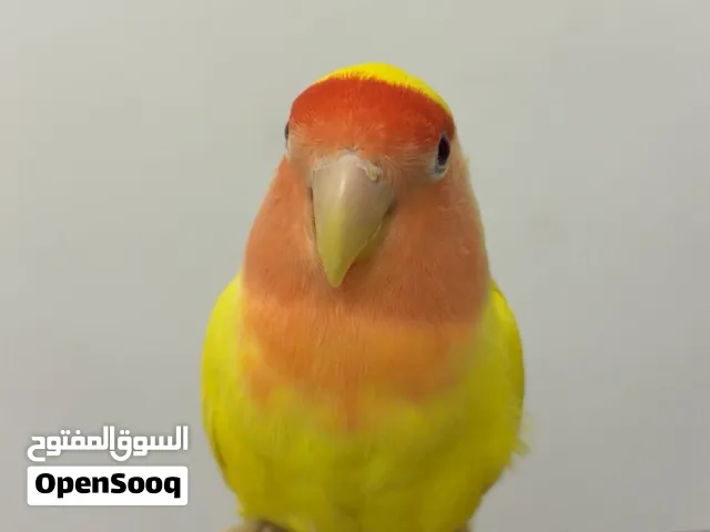 روز اليف ما يعض