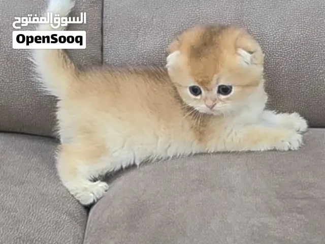 بيور سكوتش  جولدن شانشيلا وبريتش مستوى ودم نقي pure Scottish Fold Golden chinchilla and British