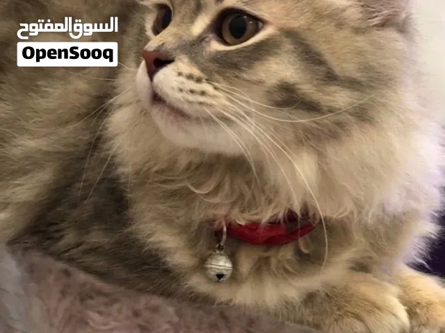 قط للتبني مع اغراضه وماخذ تطعيماته ومدرب