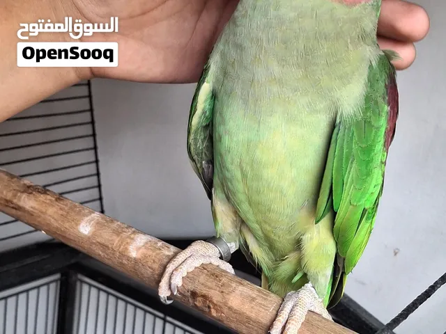 كساندرا ملوكي  فحل ضخم اليف جدااا  للبيع 175مع قفص كاسكو ذهبي جديد متاااااح بفضل الله   فحل كساندرا