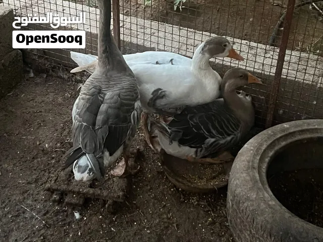 وز ذكرين وانثى
