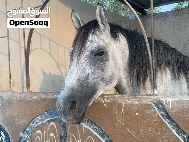خيل فحل عمر 7 سنين للبيع ب7000 قابل للتفاوض