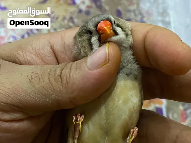 زوج فناجس  البيع