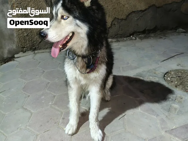 هاسكي عيون زرقا للبيع واخد كل التطعيمات سنتين و3شهور