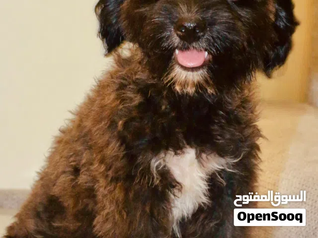 انثى توي بودل حجم تي كب بعمر 5 شهور  Female teacup toy poodle 5 month old