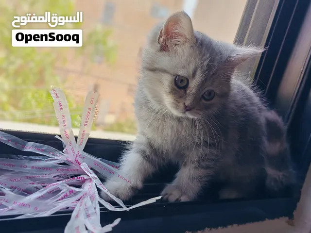 كتن جولدن ny11 ستريت  (British Shorthair)  بجمال ساحر وملامح تأسر القلوب من أول نظرة!