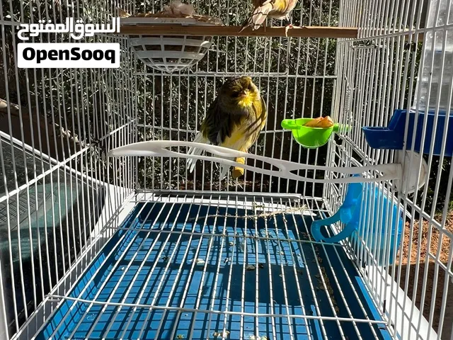 كناري قولستر  بومه