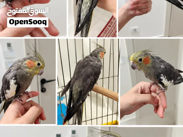 طير كروان للبيع العمر 5 اشهر أليف