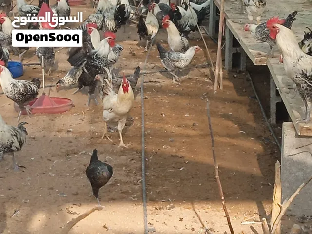 ديوك فيومي