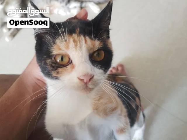 قطه للبيع هي و عيالها