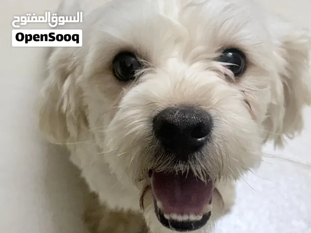 Lhasa dog for sell