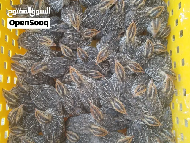 فري ياباني