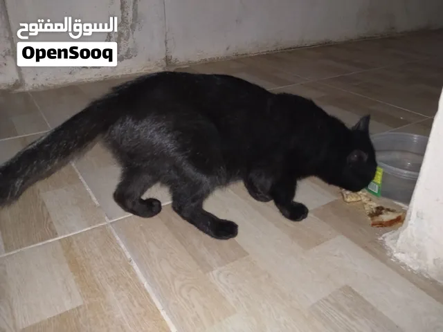 قط للبيع بسعر مغري