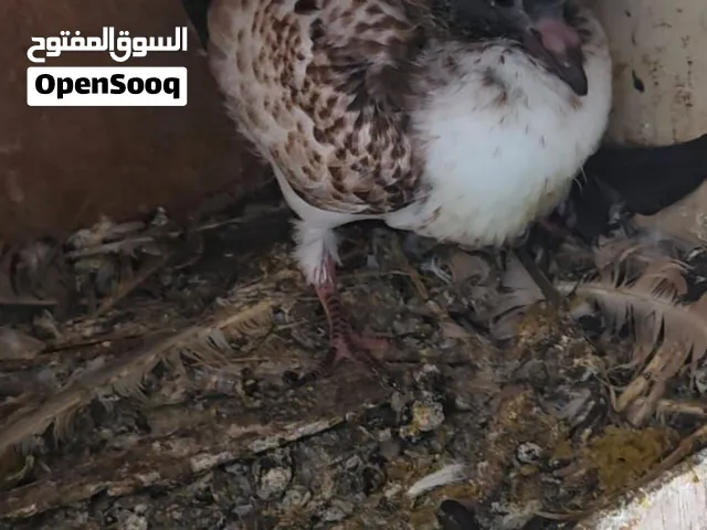 حمام منوع للليع